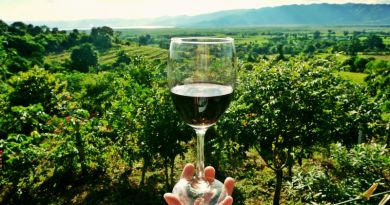 Экскурсии в `Завод шампанских вин Новый Свет` из Феодосии