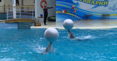 Экскурсия из Феодосии: Коктебельский дельфинарий фото 8669