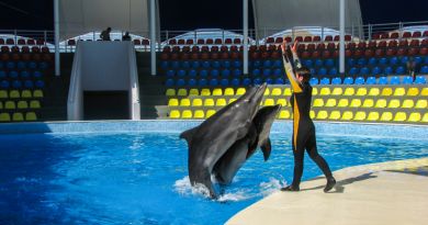 Экскурсия из Феодосии: Коктебельский дельфинарий фото 8821